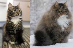 Фото кошек и собак, которые из крошечного комочка превратились в настоящих зверюг