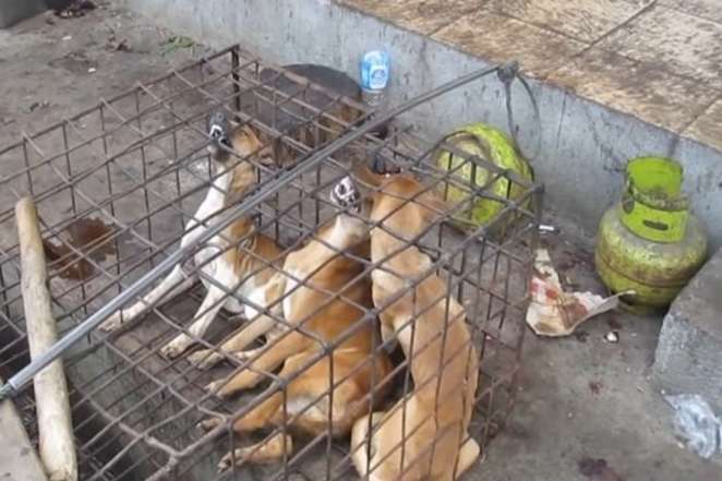В КНДР нехватку продовольствия компенсируют мясом домашних собак