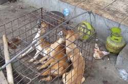 В КНДР нехватку продовольствия компенсируют мясом домашних собак