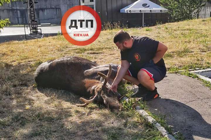 В Киеве лось, часто гулявший на Саперно-Слободской, умер в результате ДТП  