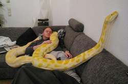 Кому питомца верного? Министерство юстиции бесплатно раздает питонов