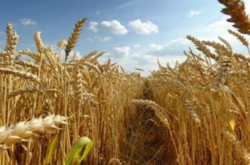 Що буде з вирощуванням пшениці в Україні наступні 20 років. Експерти ООН склали прогноз 