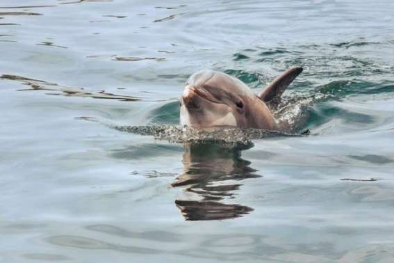 У Бердянську дельфіни потішили відпочивальників безкоштовним шоу