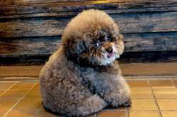 Как игрушечный: очаровательный пудель с человеческим лицом умилил сеть