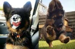 Фото невероятно милых немецких овчарок, которые покорят ваши сердечка