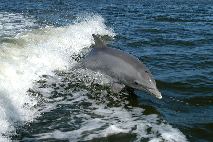 В Бердянске дельфины порадовали отдыхающих бесплатным шоу (видео)