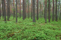 Лісову ділянку було незаконно передано у приватну власність