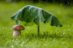 Спека і місцями дощ: прогноз погоди на 26 серпня