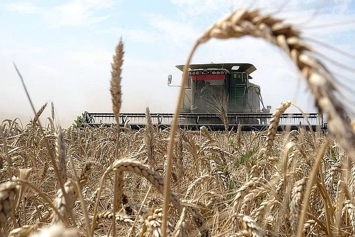 Який він, урожай-2020? Кому вірити: експортерам і чиновникам чи аграріям