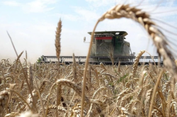З врожаєм зернових-2020 є проблеми