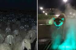 Эти фотографии «милых» животных способны любого напугать до чертиков