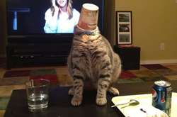 Курьезные фото домашних питомцев, которые застряли в самых немыслимых местах