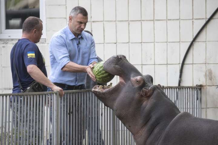 Кличко у київському зоопарку погодував кавунами слона і бегемотиху (фото)