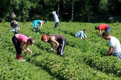 Фінляндія заборонила в’їзд українським збирачам ягід через Covid-19