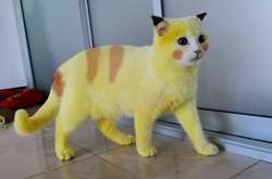 Хозяйка случайно превратила кошку в покемона, пока лечила ее народным средством