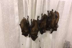 У приміщення в центрі Харкова залетіло більше сотні кажанів (фото)