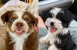 Фото милых песиков, которые не могут нарадоваться обретенным хозяевам