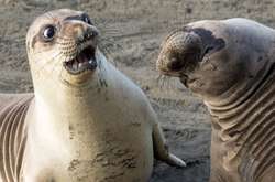 Самые смешные фото животных, которые были сделаны в нужном месте и в нужное время