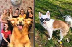 Уморительные фото собак, которые заставят вас хохотать в голос