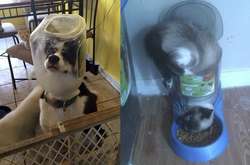 Эти питомцы поплатились за свою жадность сполна: подборка курьезных фото