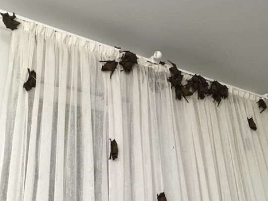 В Харькове офис оккупировали летучие мыши (фото)