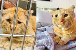 Девушка забрала из приюта самого грустного кота и превратила его довольного улыбаку (фото)
