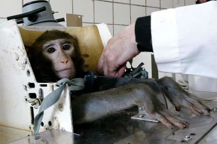 Эксперименты над животными: зоозащитники просят нардепов не голосовать законопроект 0897