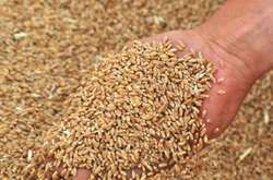 У парламенті анонсували великий аграрний землетрус. Податкова «просіє через сито» всіх фермерів