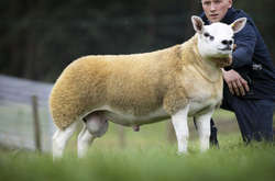 В Шотландии продали самую дорогую овцу в мире