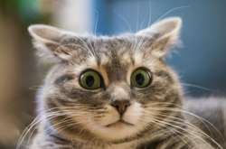 В список надлежащих регистрации животных попадут, кроме собак и котов, попугаи и хомяки