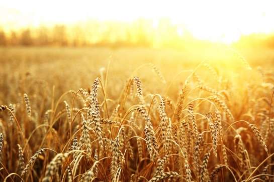 Українська зернова асоціація знизила прогноз урожаю