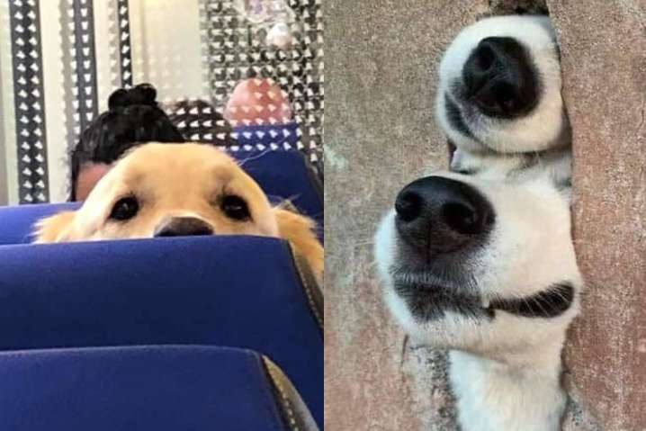 Фото самых случайных и неожиданных встреч с собаками, которые покорят ваше сердце