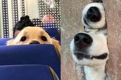 Фото самых случайных и неожиданных встреч с собаками, которые покорят ваше сердце