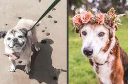 Фото очаровательных псов-старичков, которые растопят любое сердце