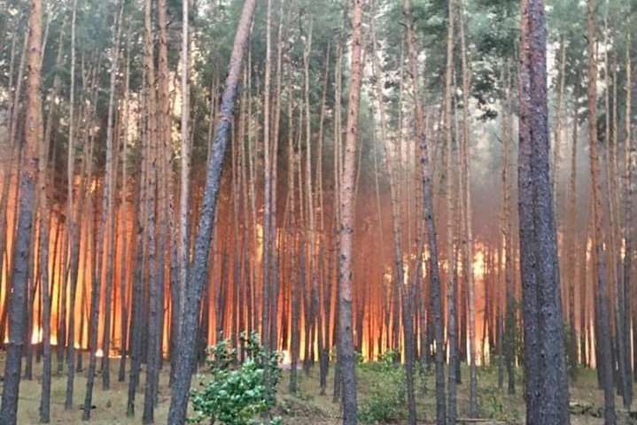 Масштабна пожежа на Харківщині: горять ліси у Дворічанському та Чугуївському районах