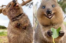 Это квокки — короткохвостые кенгуру и самые улыбчивые существа (фото)