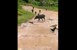 Ворони і стадо диких свиней врятували кобру під час сутички з мангустом (відео)