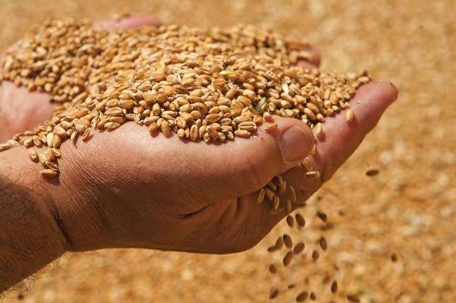 Закупівельні ціни на пшеницю в портах зросли до рекордних показників