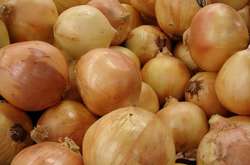 В Україні різко падають ціни на цибулю