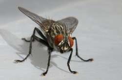 Через муху дідусь змушений жити у кемпінгу, поки сім'я ремонтує будинок