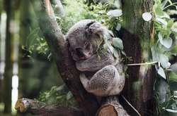 За останні 36 років катастрофічно скоротилися популяції більш як 4392 видів ссавців, птахів, риб, рептилій і земноводних