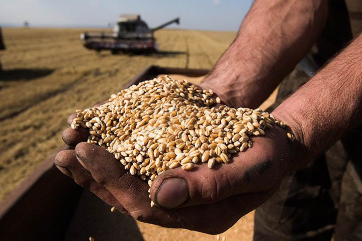 Урожай-2020: Украина экспортировала больше 9 млн тонн зерна