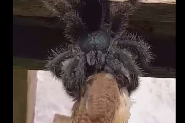 Величезний павук з'їв птаха, який був більшим за нього (моторошне відео)