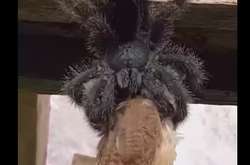 Величезний павук з'їв птаха, який був більшим за нього (моторошне відео)