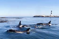 Хижі касатки атакують судна біля берегів Іспанії і Португалії