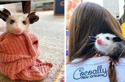 Эти обаятельные опоссумы заслуживают всеобщей любви не меньше котиков (фото)