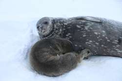 Всім охочим запропонували вигадати ім’я для новонародженої та просять залишати коментарі з варіантами під постом