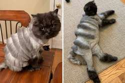 Хозяин кота сделал питомцу чудовищно смешную стрижку и стал звездой интернета (фото)