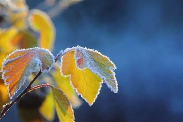 Синоптики розповіли, коли в Україні очікуються перші заморозки і сніг