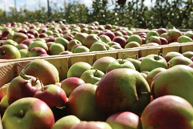 В Україні подешевшали яблука